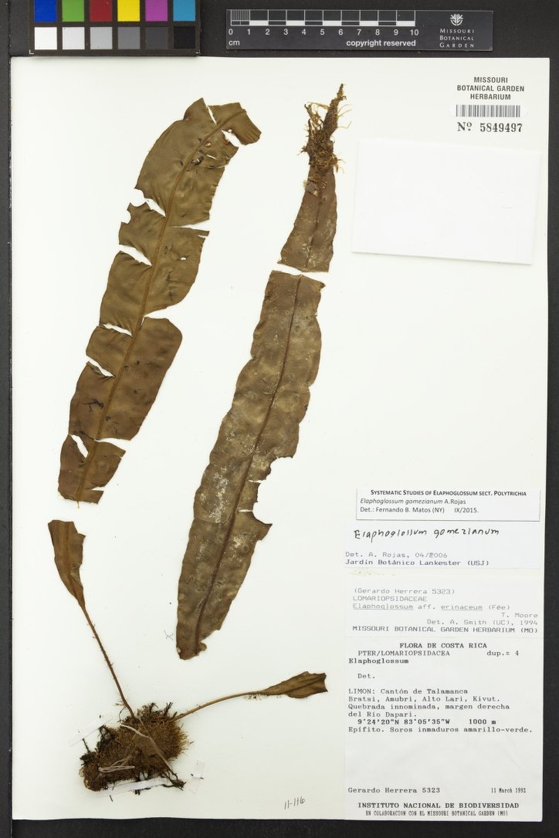 Elaphoglossum gomezianum photo 2
