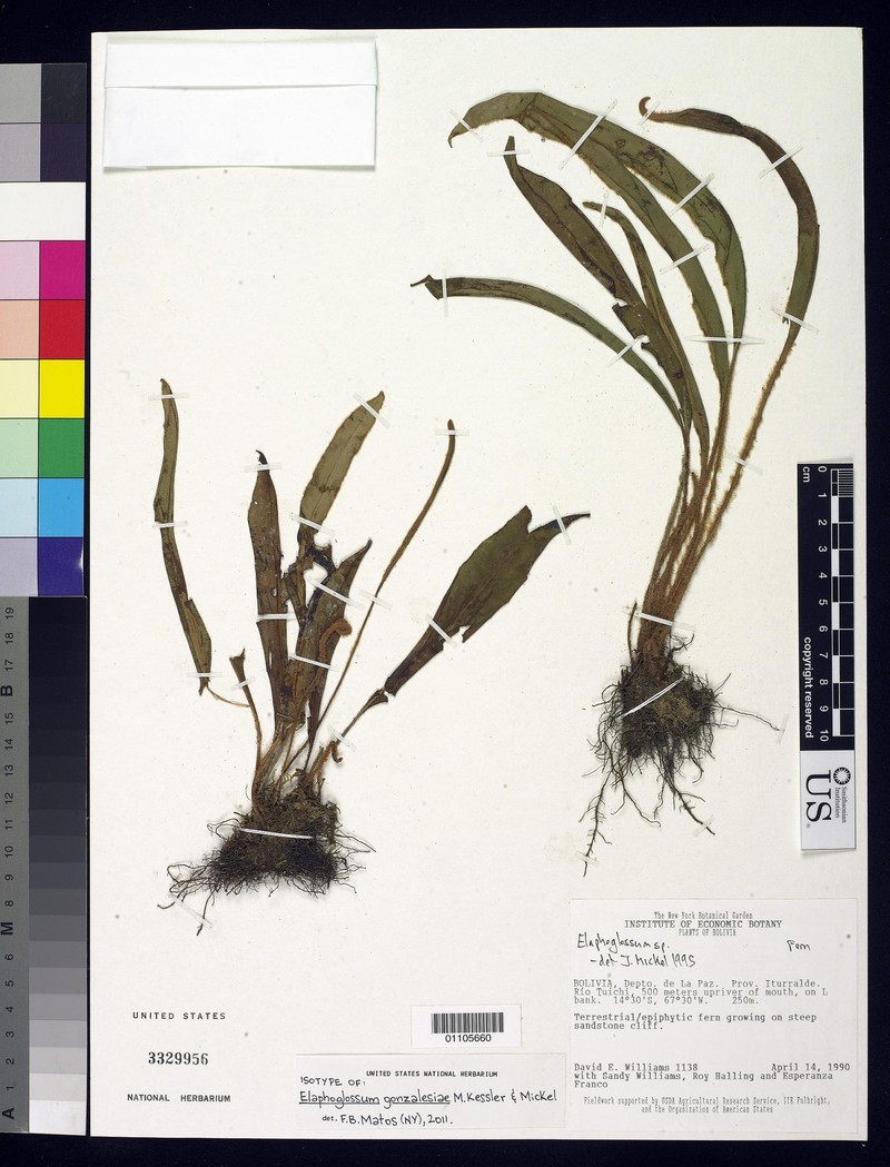 Elaphoglossum gonzalesiae photo 2