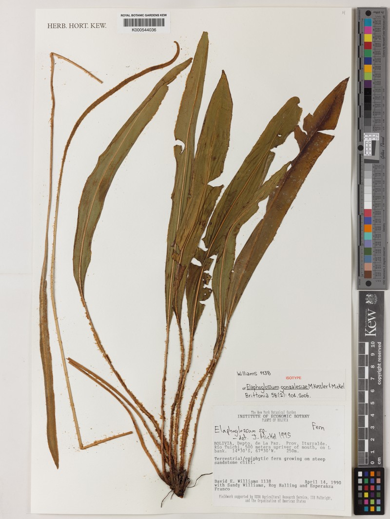 Elaphoglossum gonzalesiae photo 3