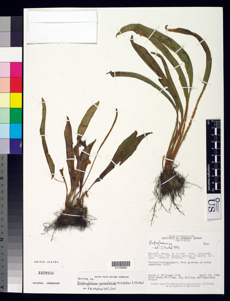 Elaphoglossum gonzalesiae