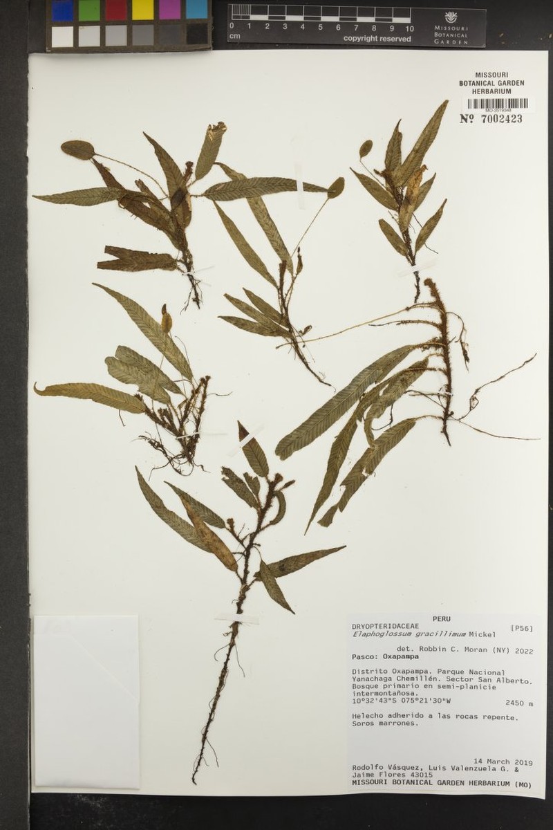 Elaphoglossum gracillimum