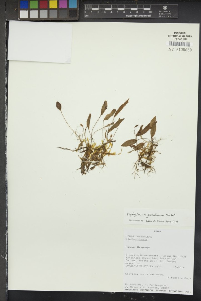 Elaphoglossum gracillimum photo 2