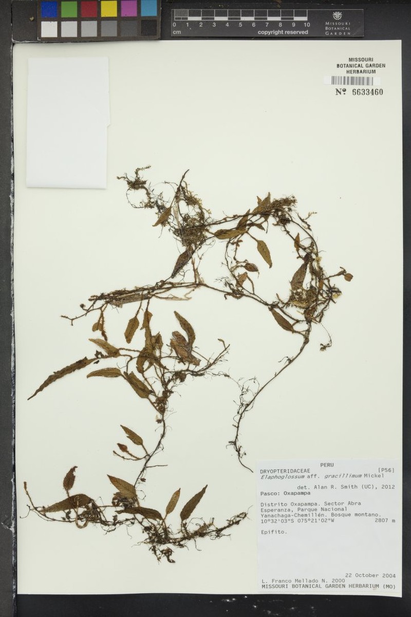 Elaphoglossum gracillimum photo 3