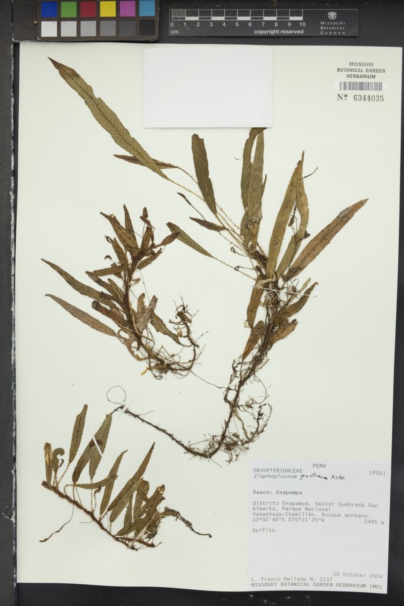 Elaphoglossum gracillimum photo 4