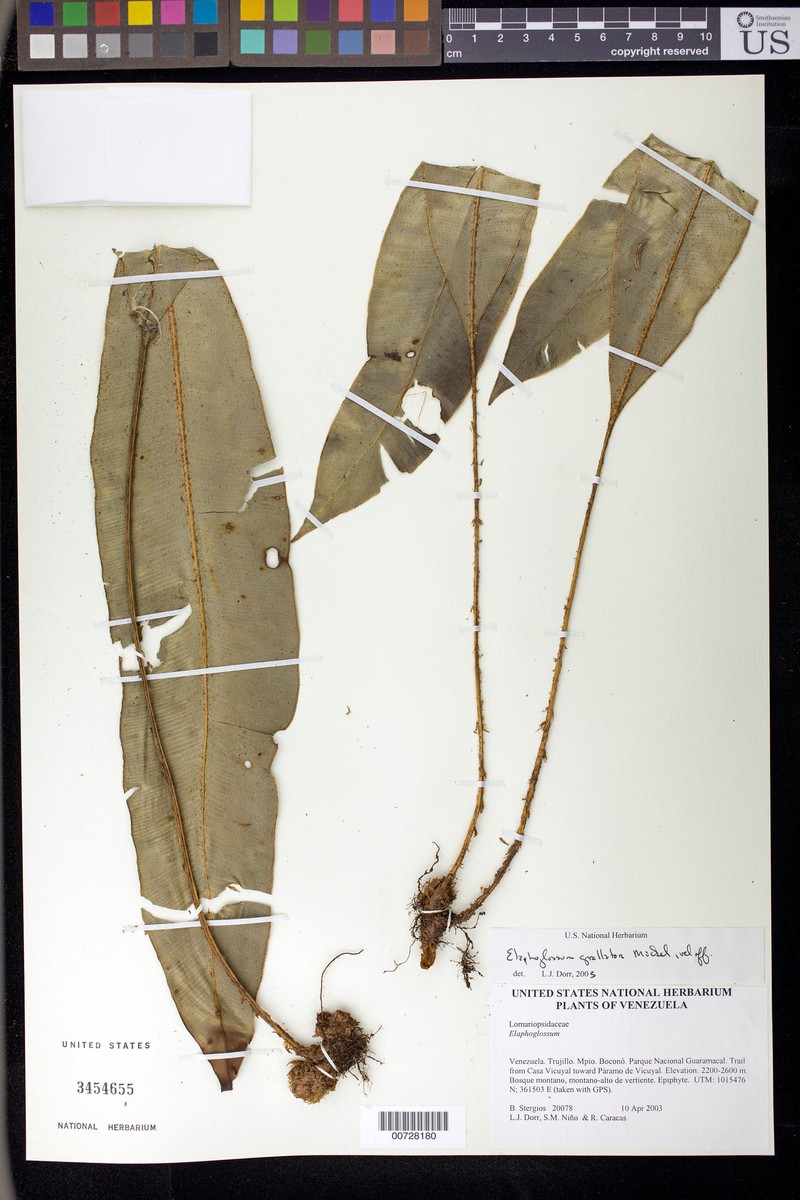Elaphoglossum grallator