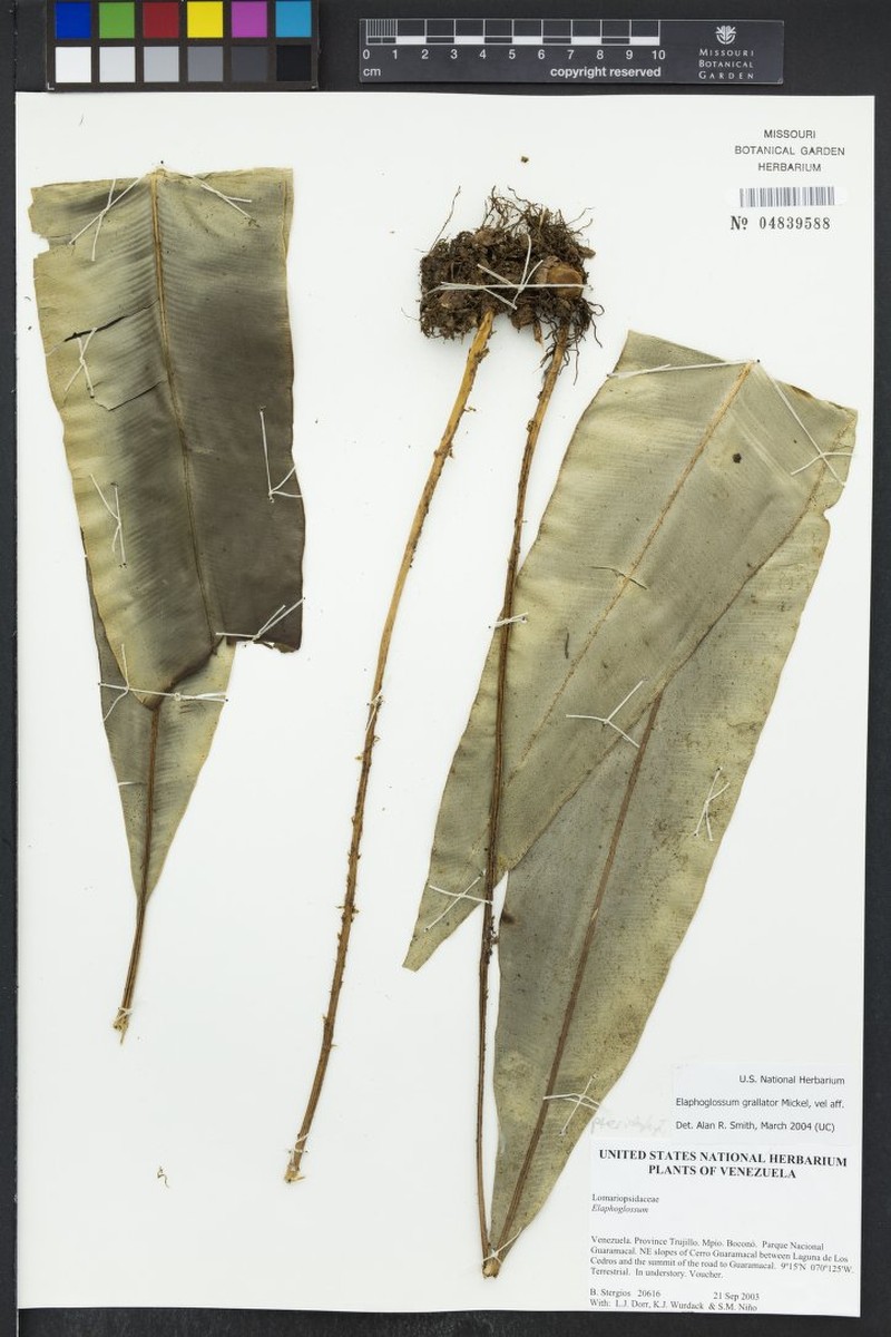 Elaphoglossum grallator photo 2