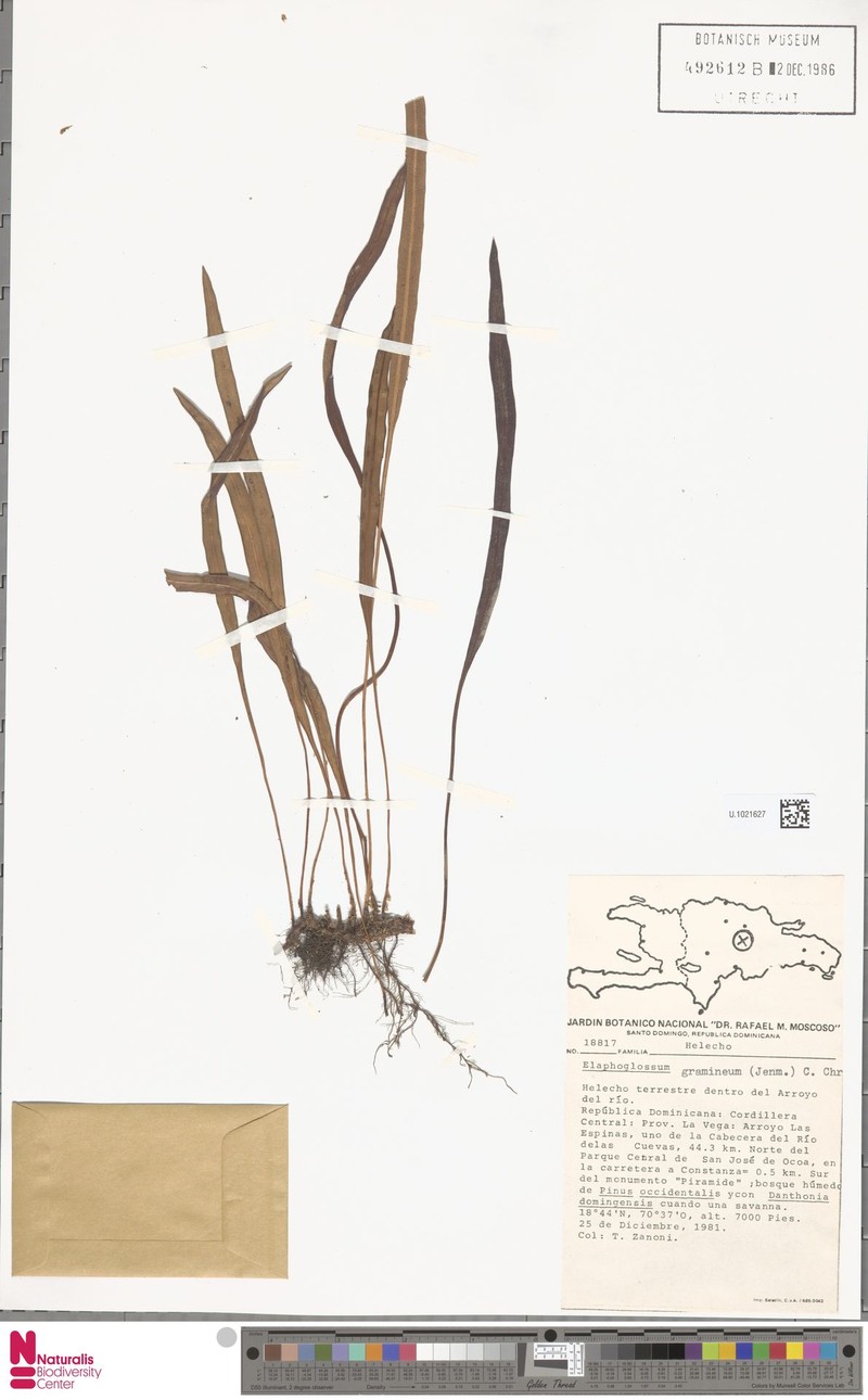 Elaphoglossum gramineum