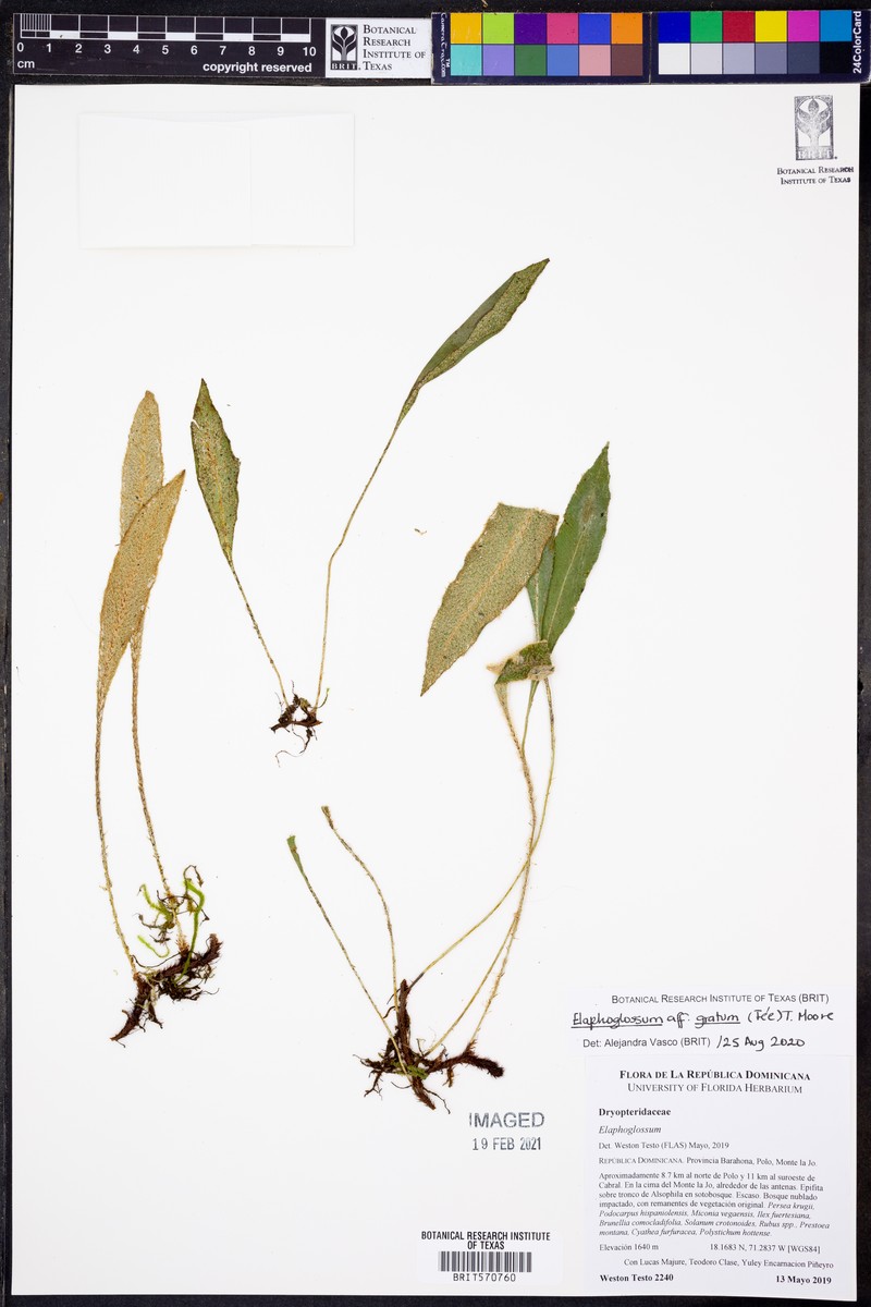 Elaphoglossum gratum