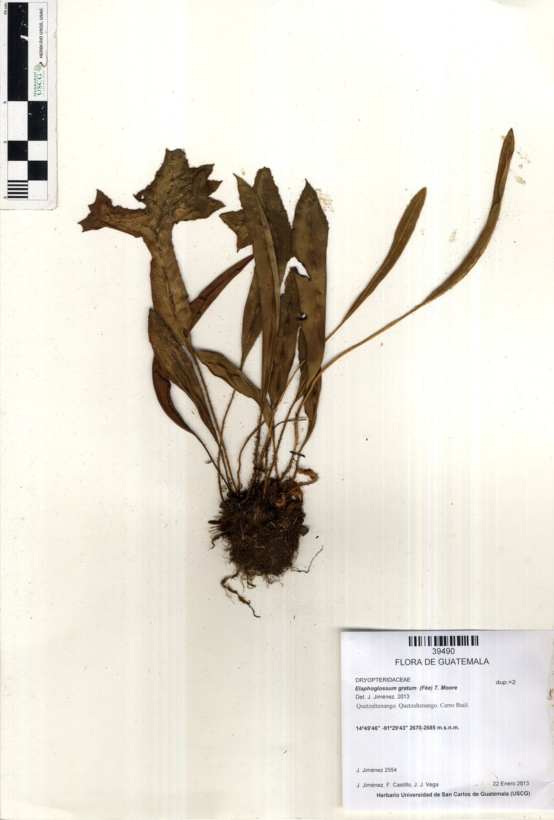 Elaphoglossum gratum photo 2