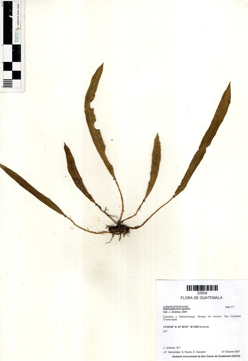 Elaphoglossum gratum photo 3