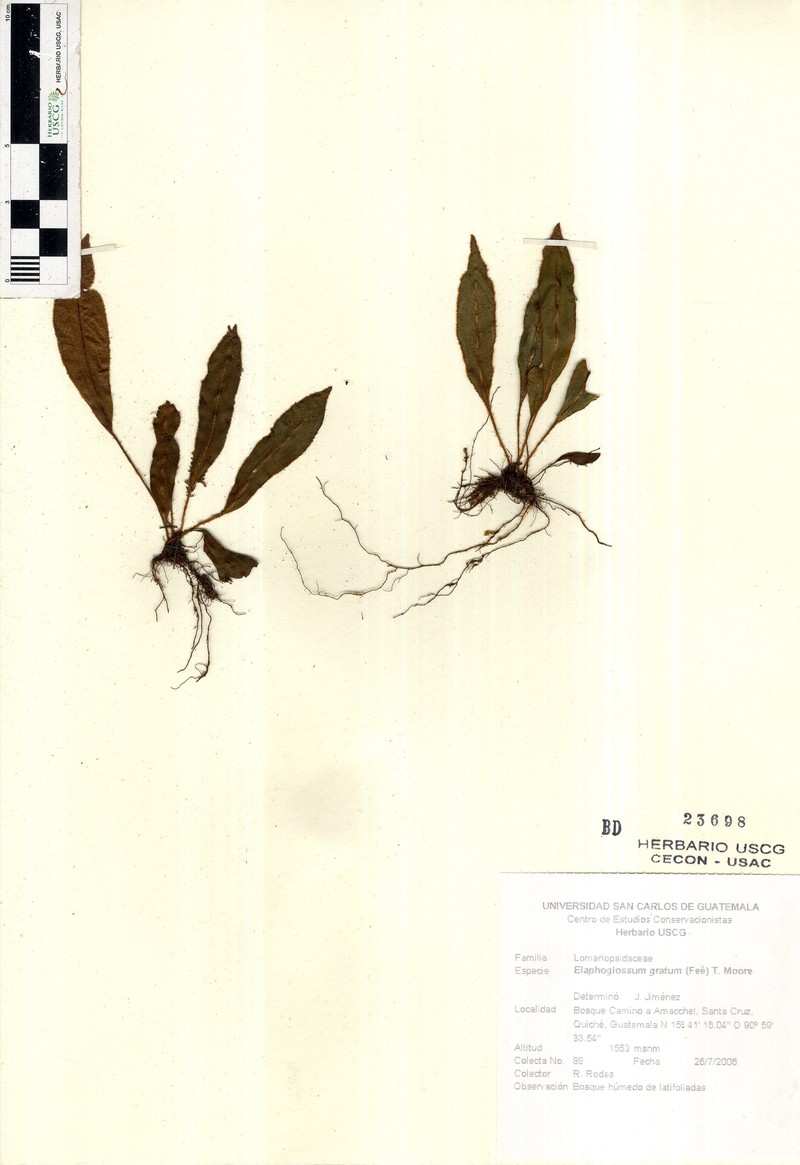 Elaphoglossum gratum photo 4