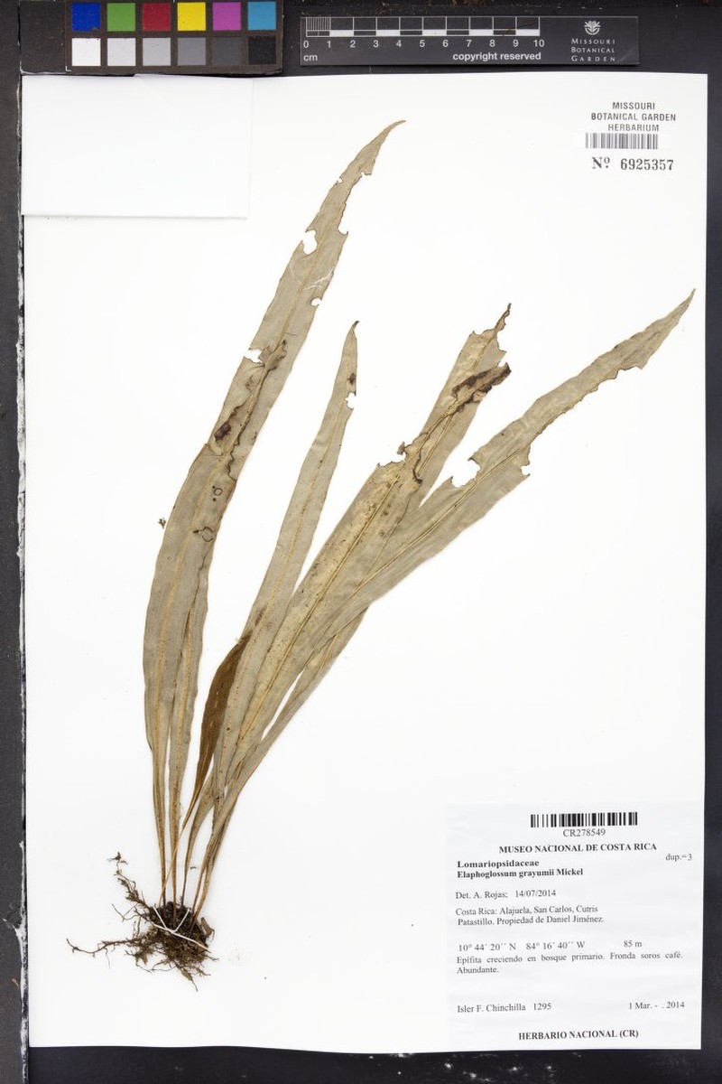 Elaphoglossum grayumii