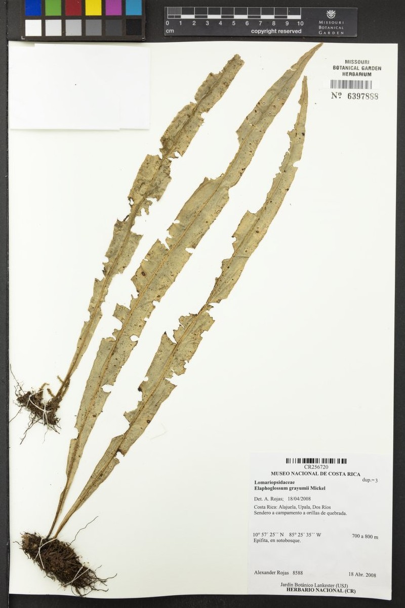 Elaphoglossum grayumii photo 2