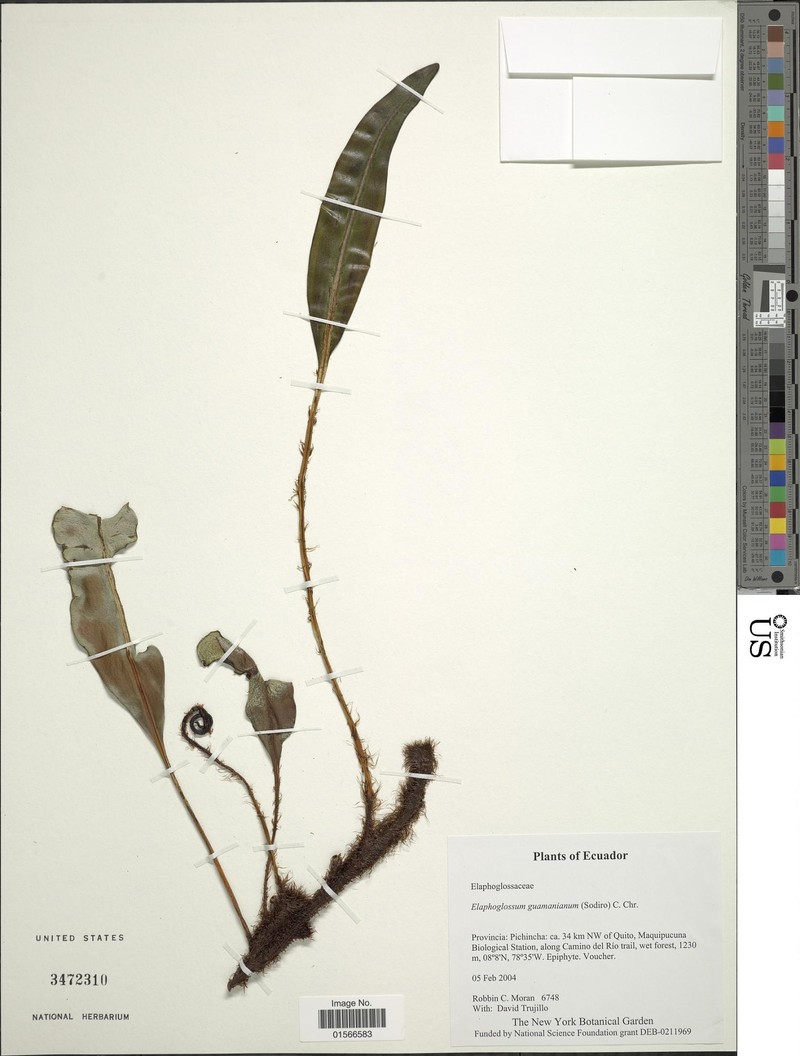 Elaphoglossum guamanianum