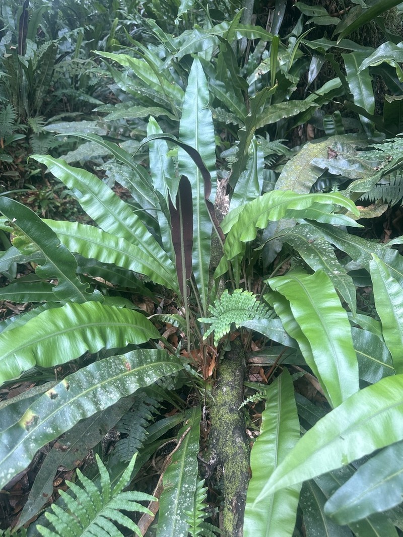 Elaphoglossum guatemalense
