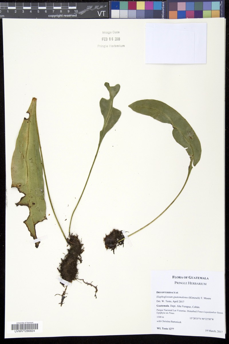 Elaphoglossum guatemalense photo 3