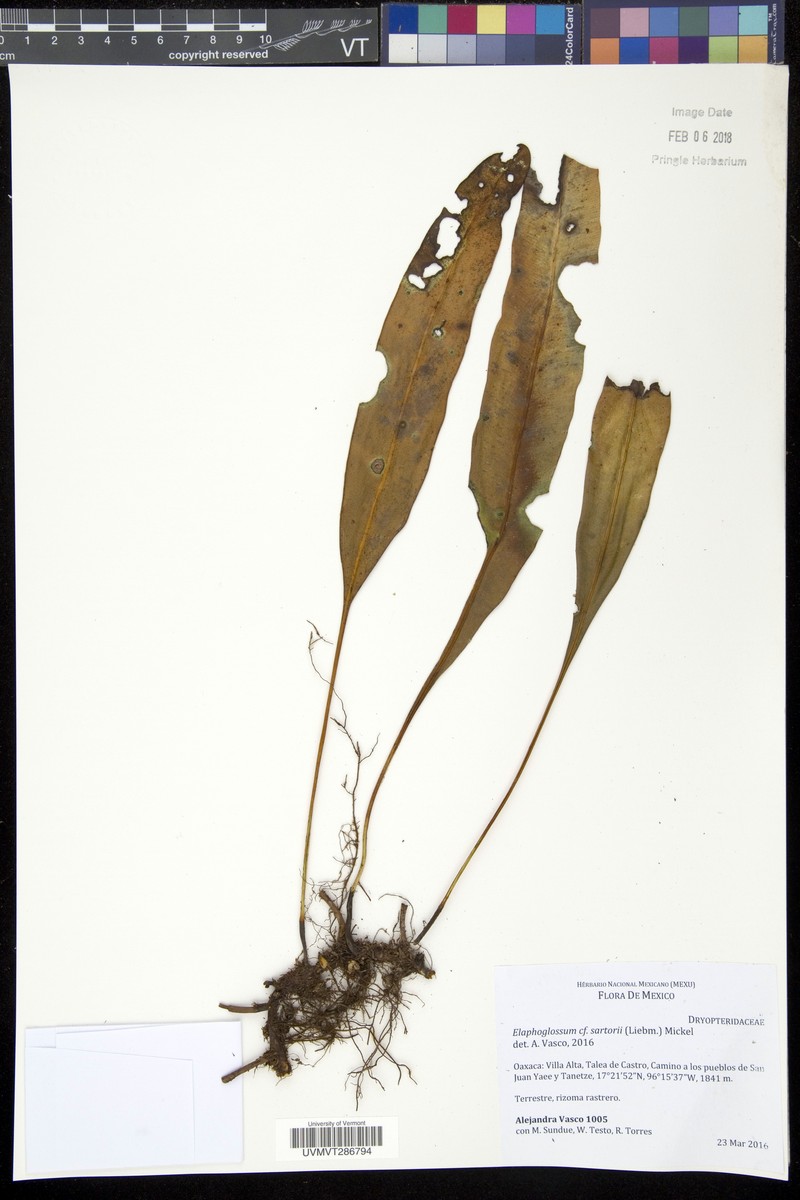 Elaphoglossum guatemalense photo 4