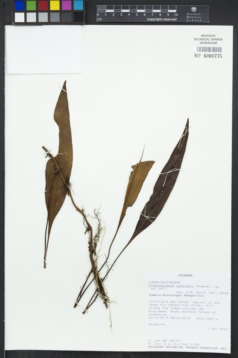 Elaphoglossum guentheri photo 2