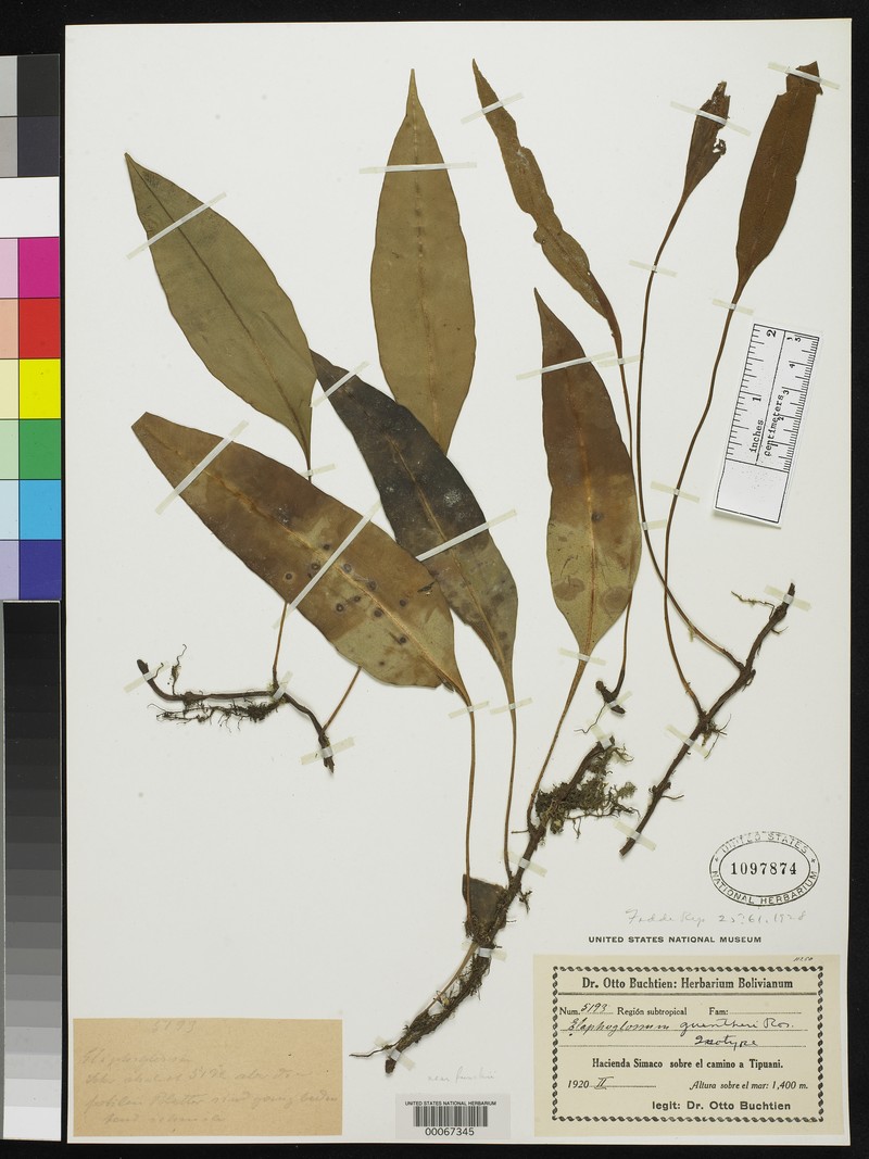 Elaphoglossum guentheri