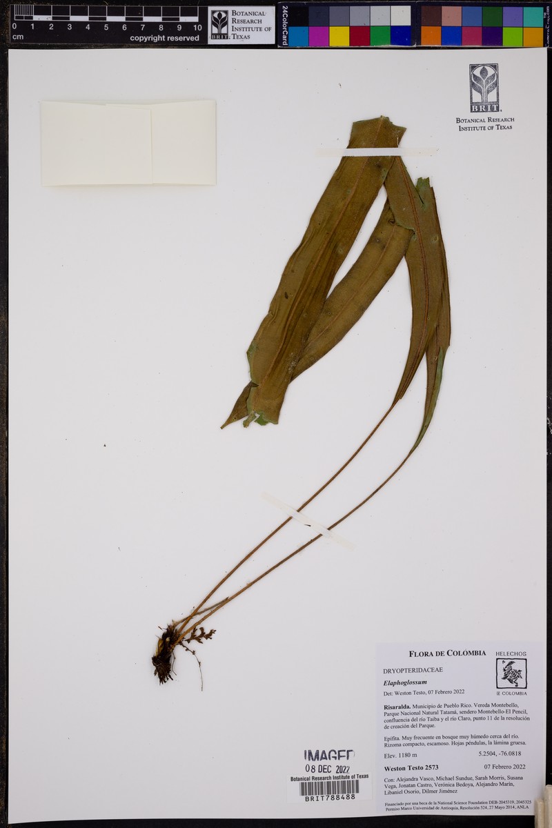Elaphoglossum hammelianum