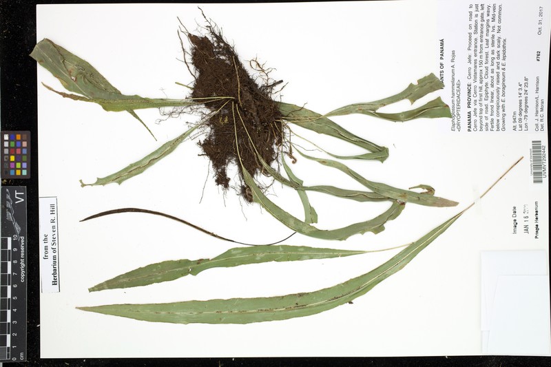 Elaphoglossum hammelianum photo 2