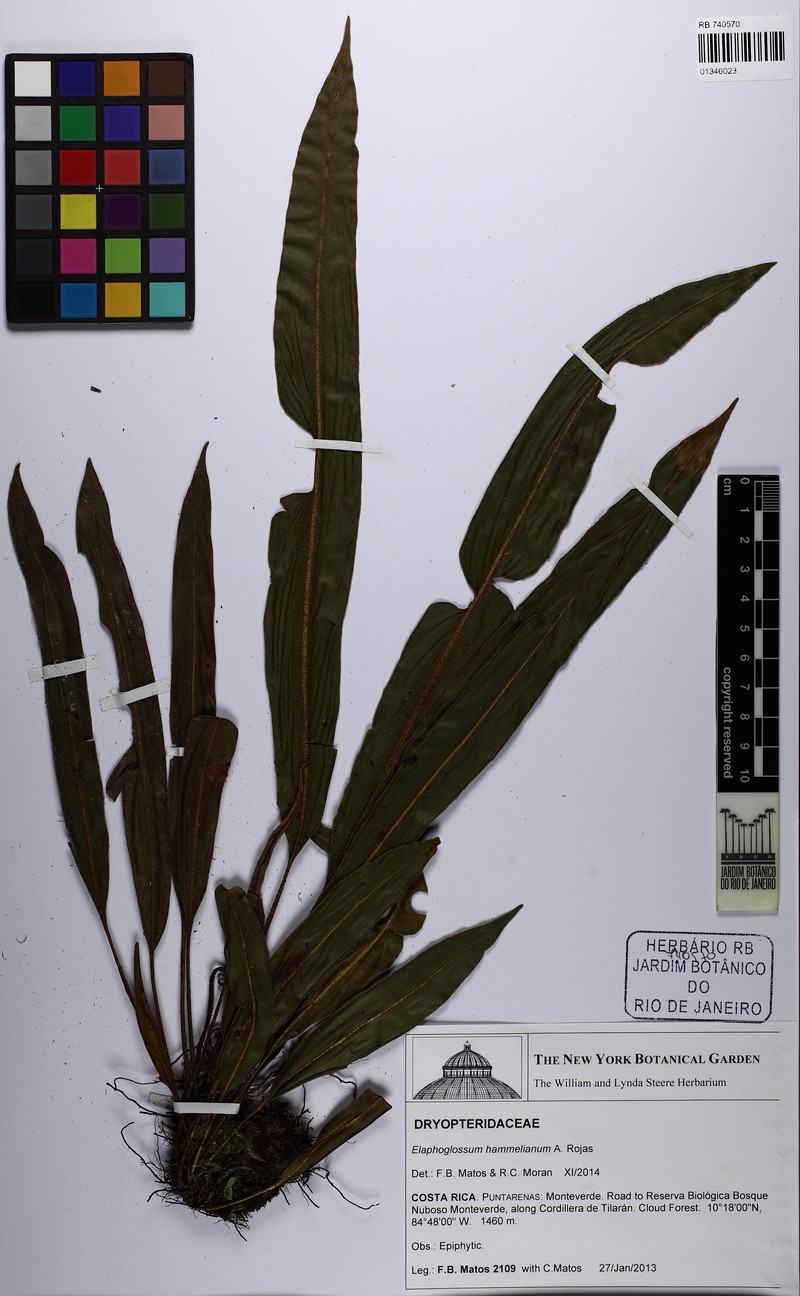 Elaphoglossum hammelianum photo 3