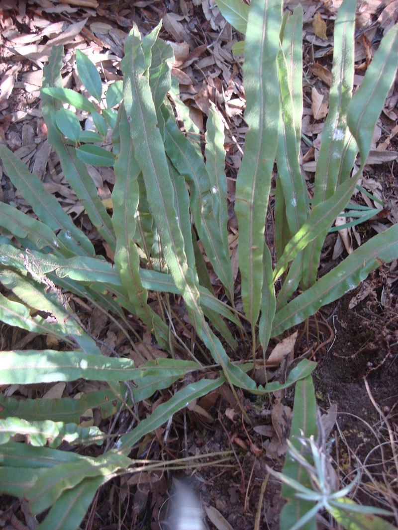 Elaphoglossum hartwegii