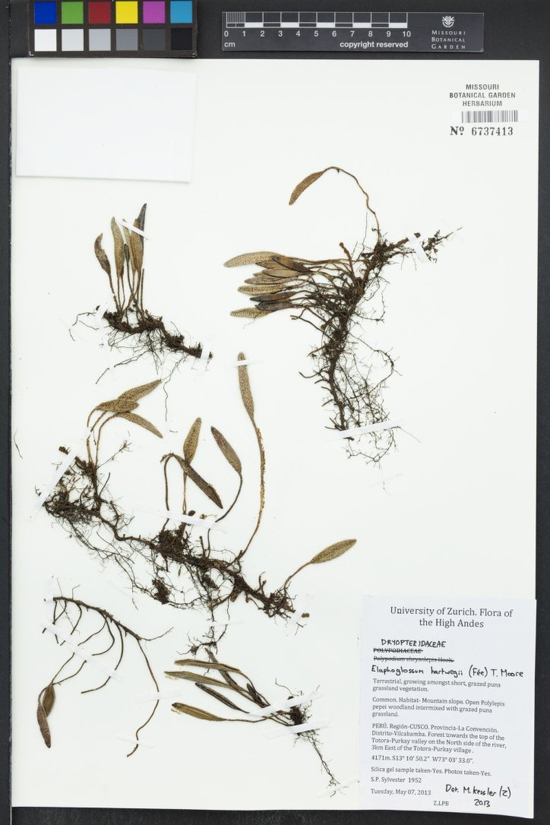Elaphoglossum hartwegii photo 2