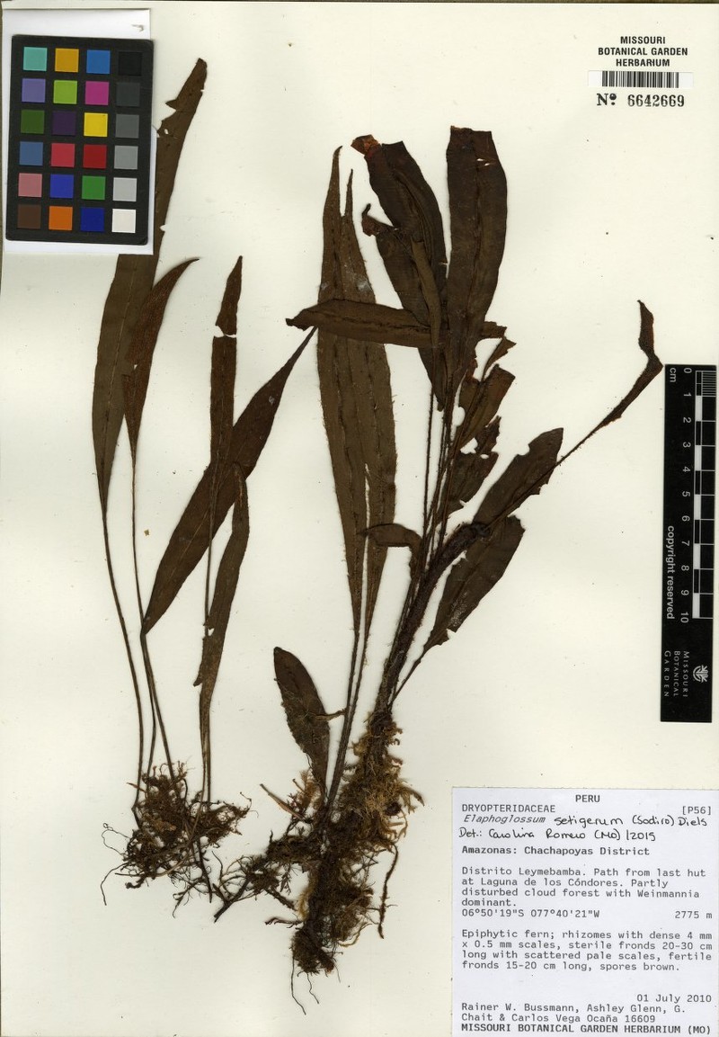 Elaphoglossum hartwegii photo 3