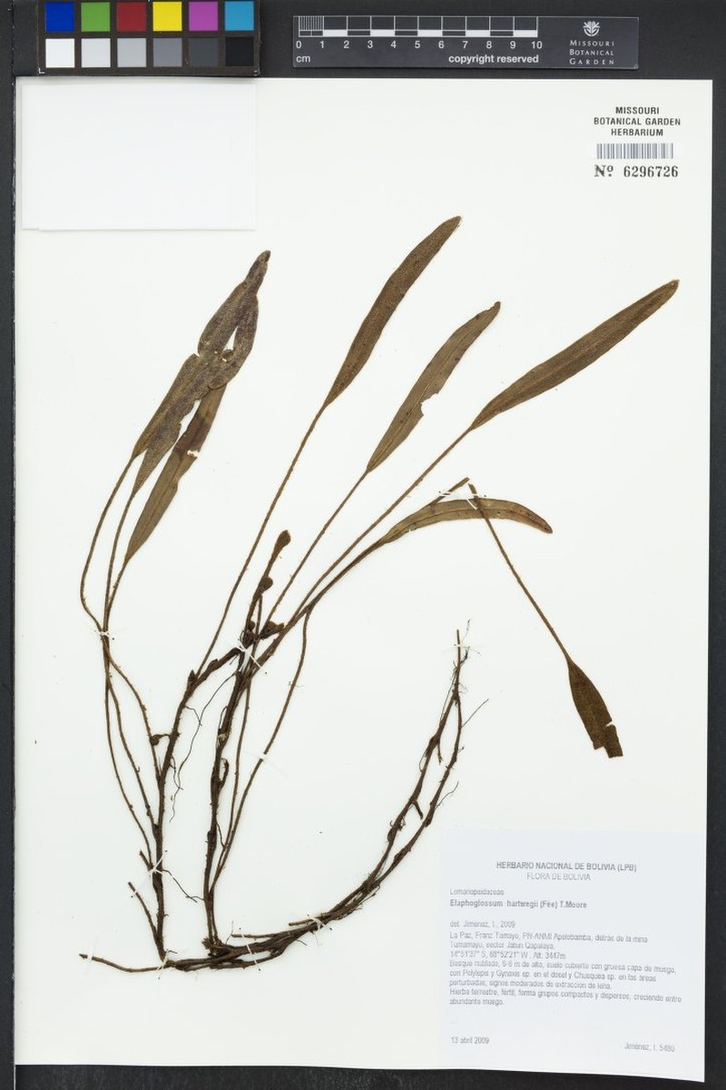 Elaphoglossum hartwegii photo 4