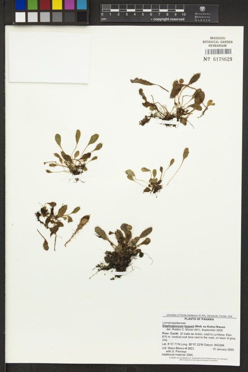 Elaphoglossum hayesii