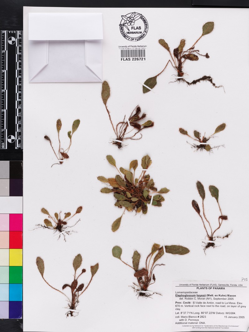 Elaphoglossum hayesii photo 2