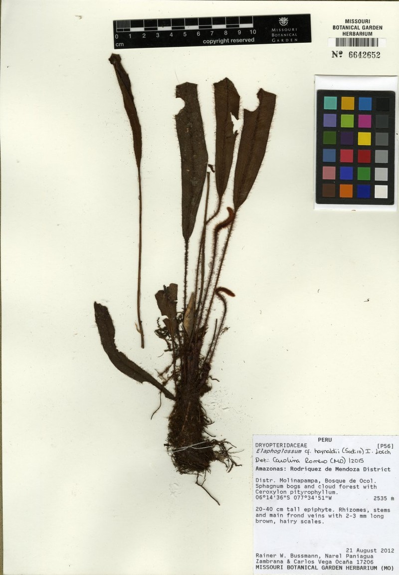 Elaphoglossum haynaldii