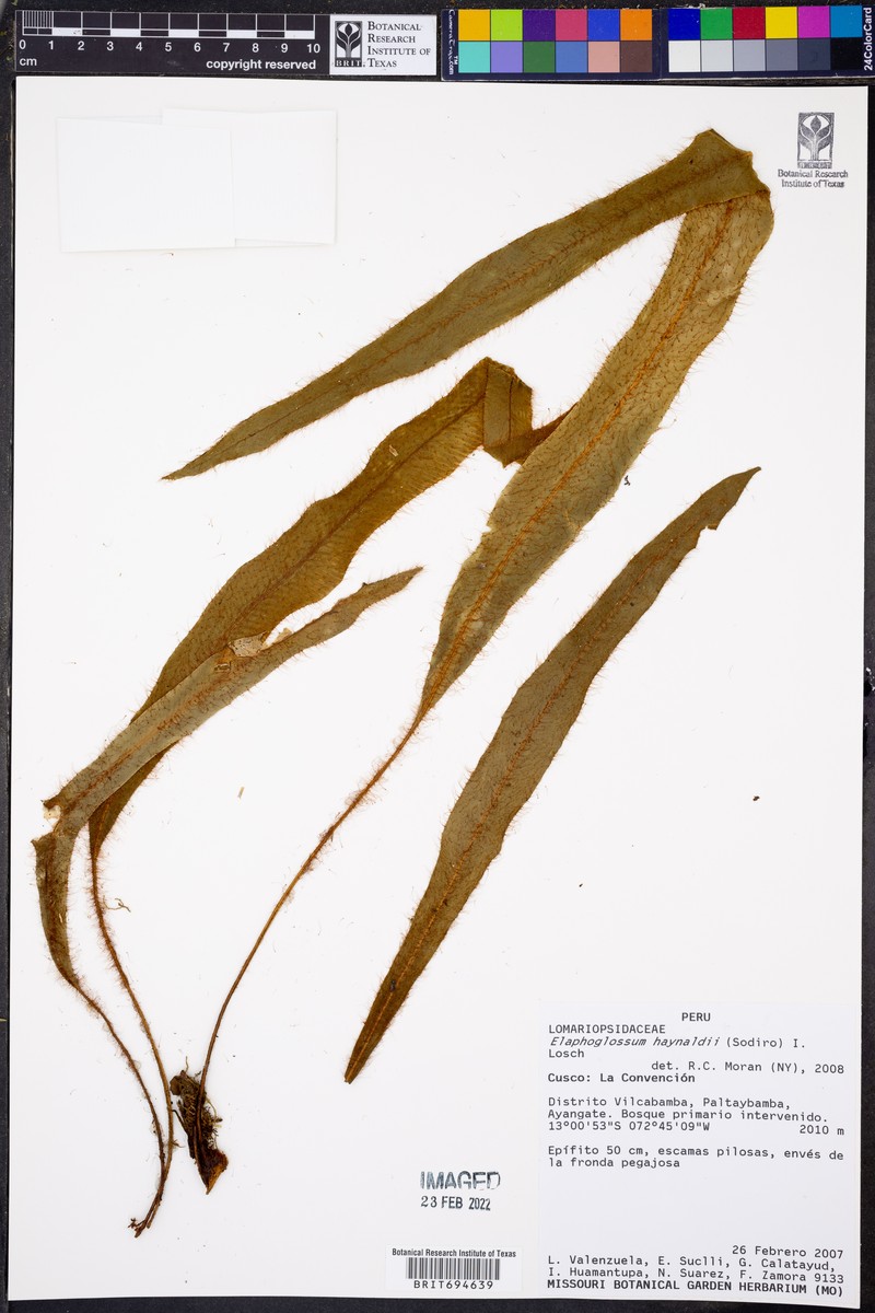 Elaphoglossum haynaldii photo 2