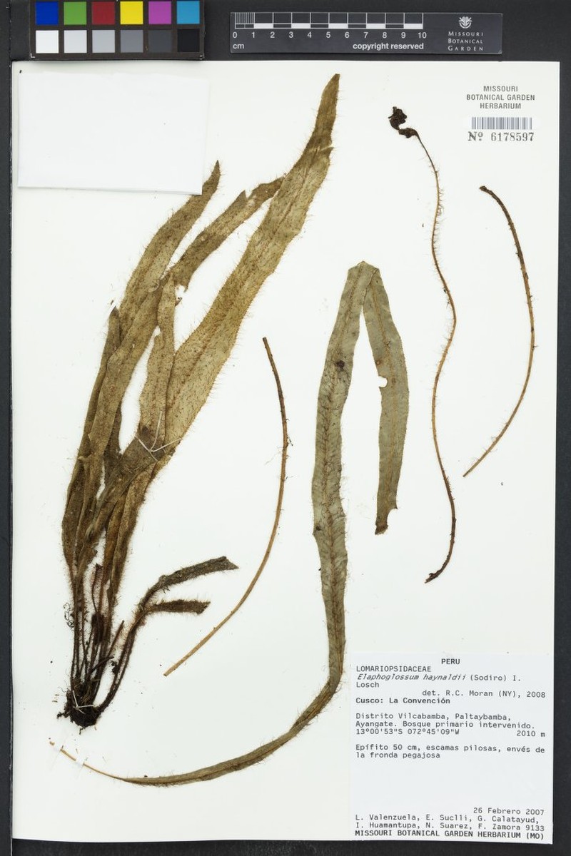 Elaphoglossum haynaldii photo 3