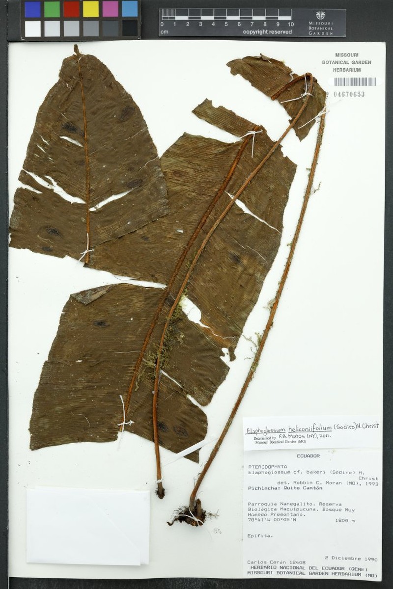 Elaphoglossum heliconiifolium