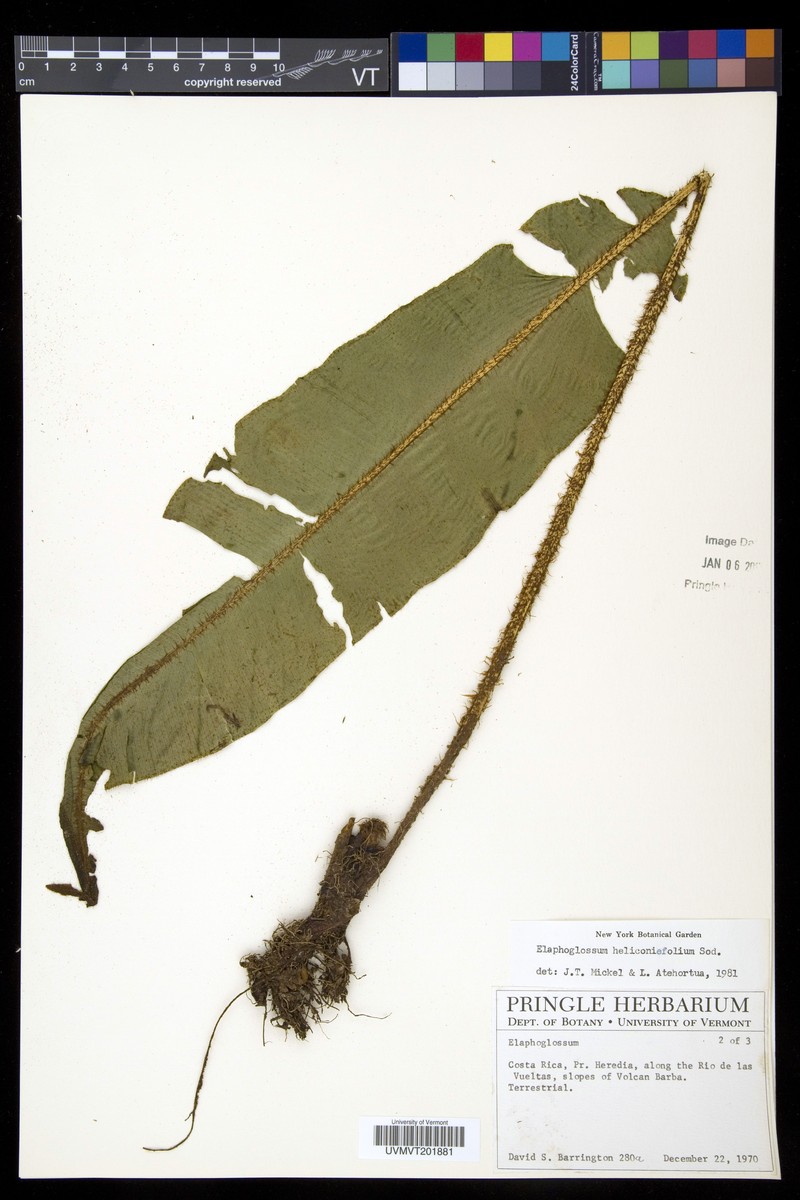 Elaphoglossum heliconiifolium photo 2