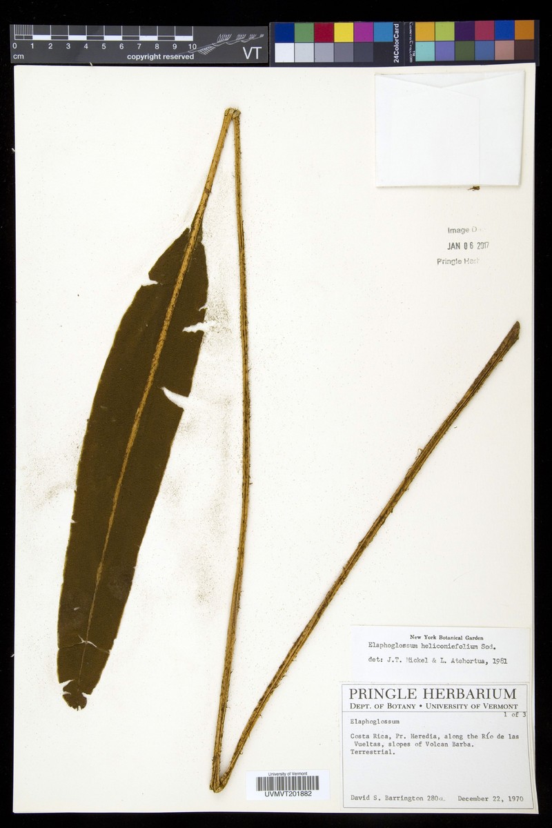 Elaphoglossum heliconiifolium photo 3