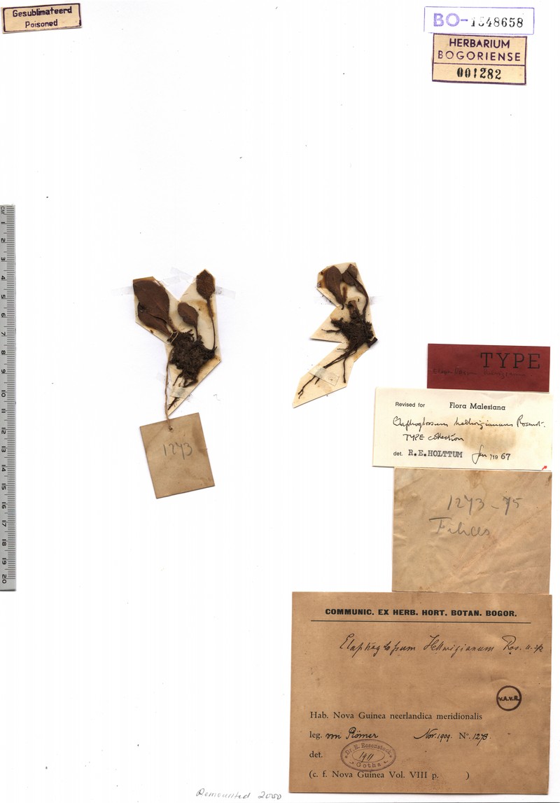 Elaphoglossum hellwigianum