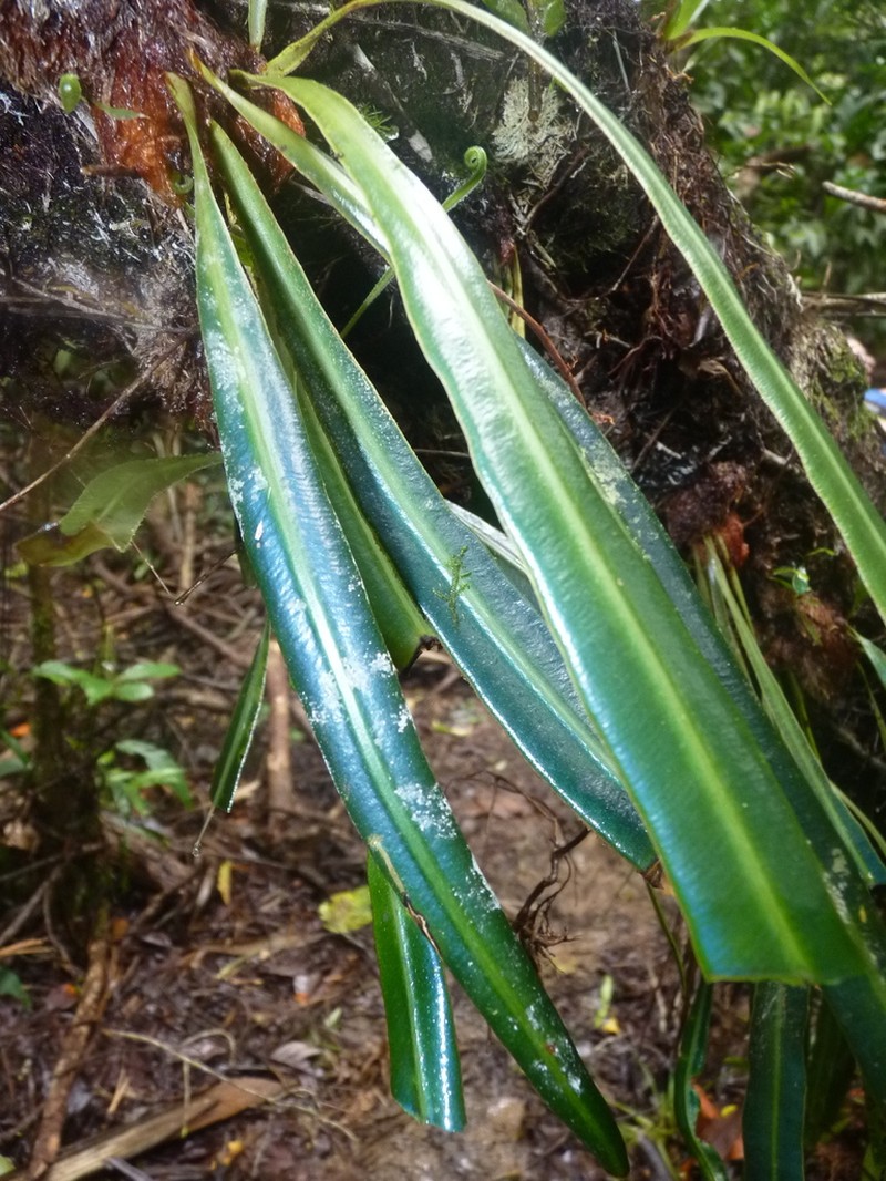 Drooping Tonguefern photo 6