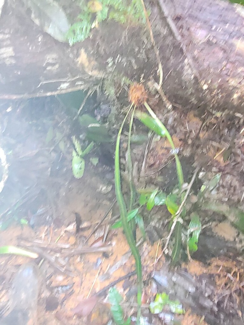 Drooping Tonguefern photo 8