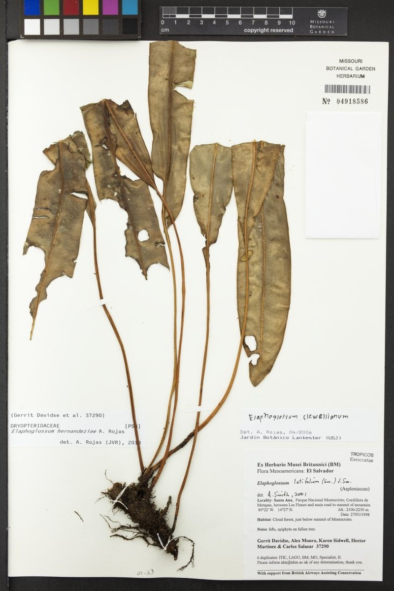 Elaphoglossum hernandeziae