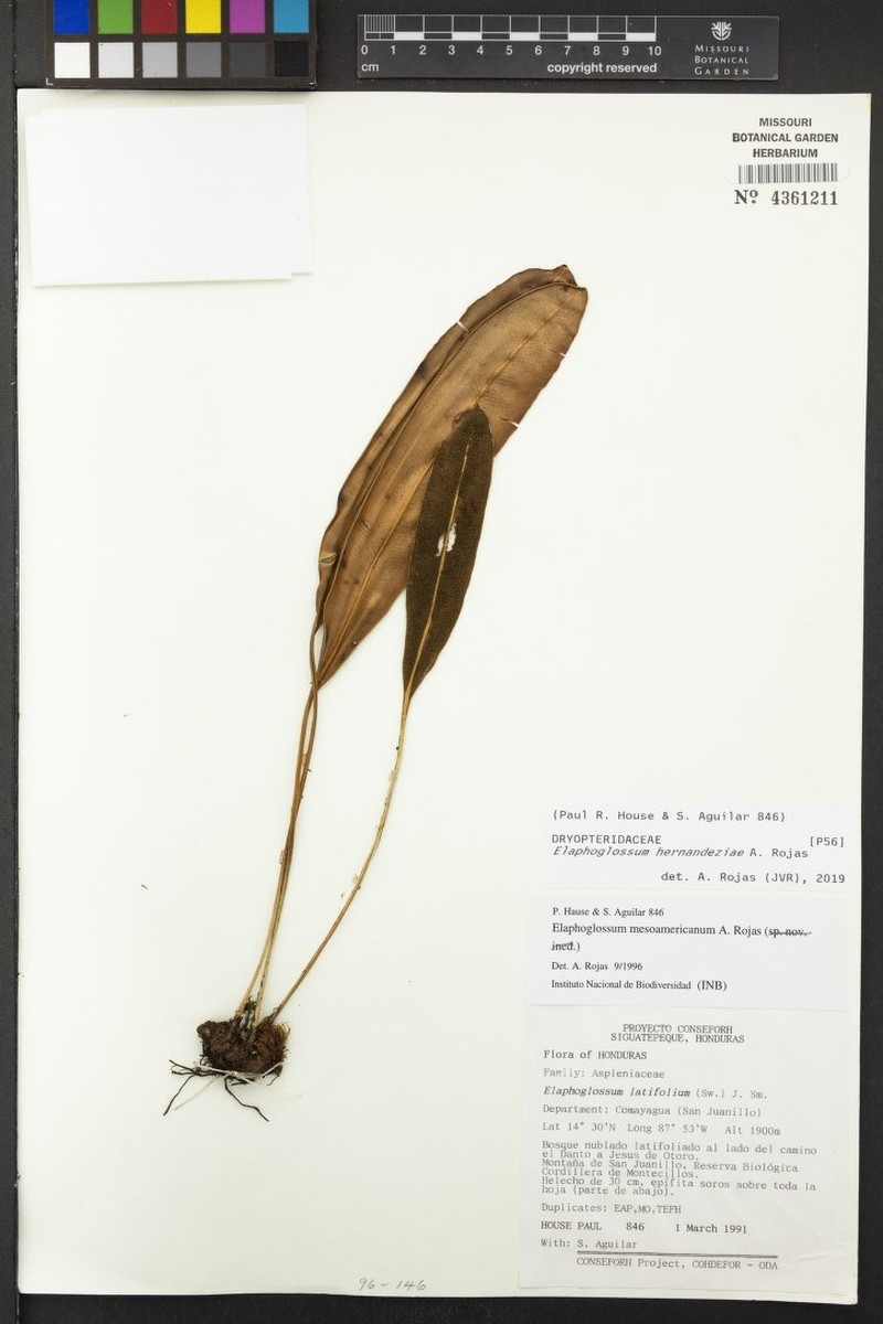 Elaphoglossum hernandeziae photo 2