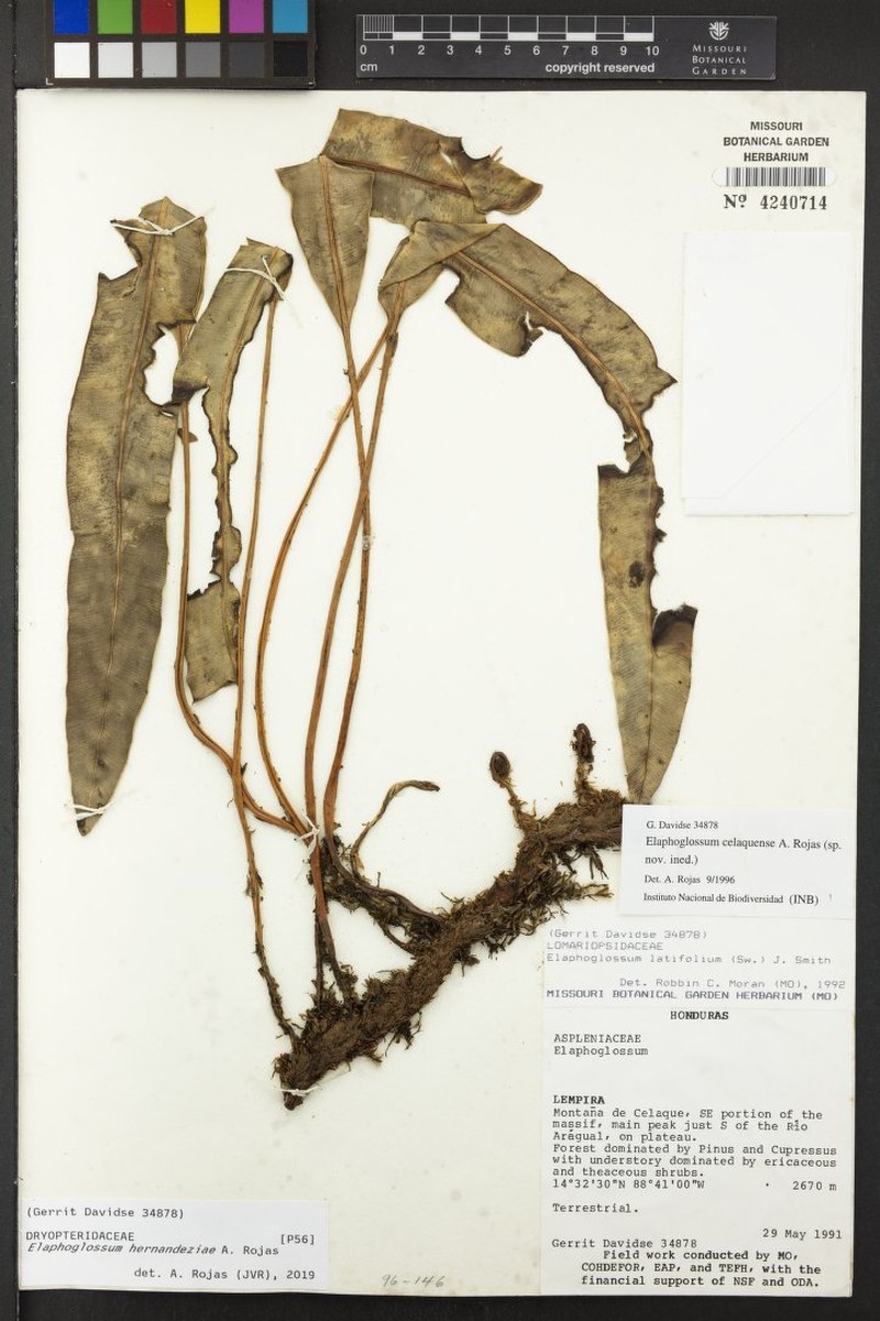 Elaphoglossum hernandeziae photo 3