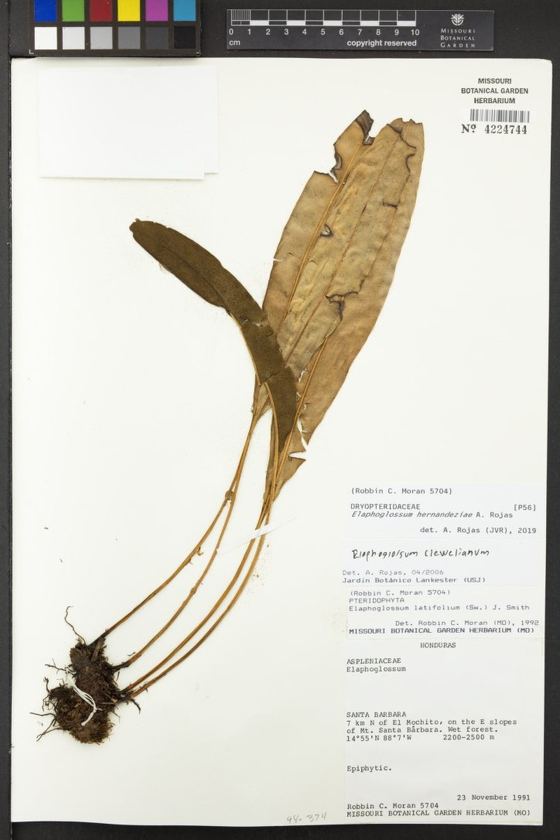 Elaphoglossum hernandeziae photo 4