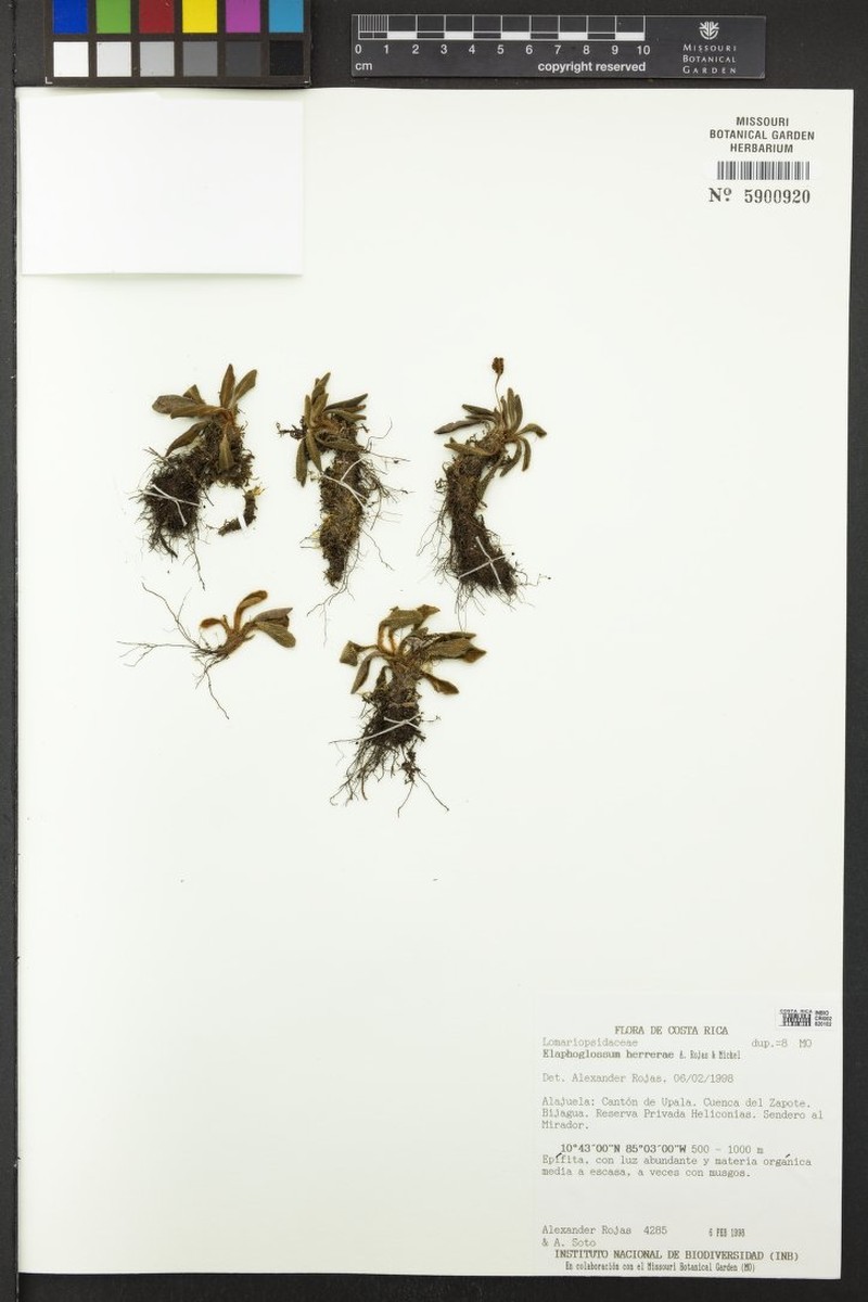 Elaphoglossum herrerae