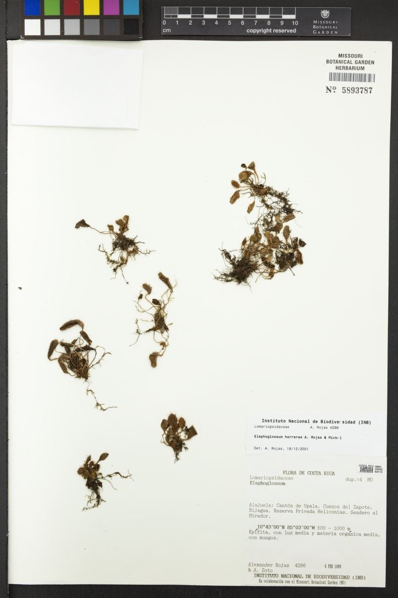 Elaphoglossum herrerae photo 2