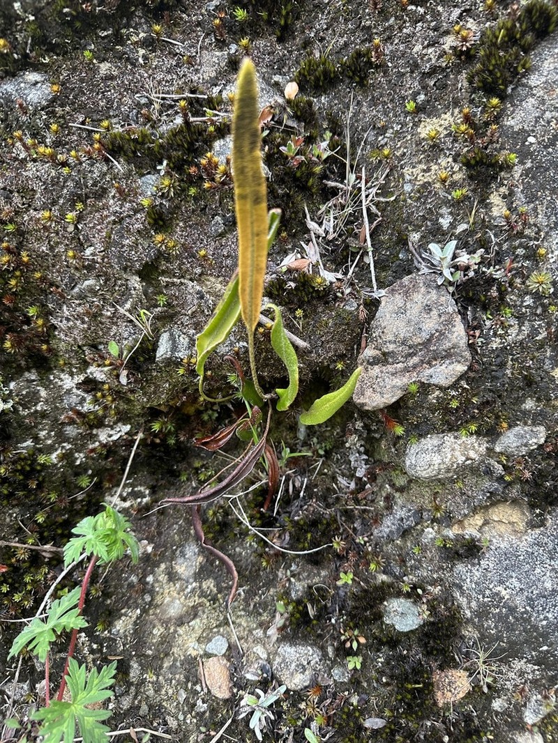 Elaphoglossum heterochroum