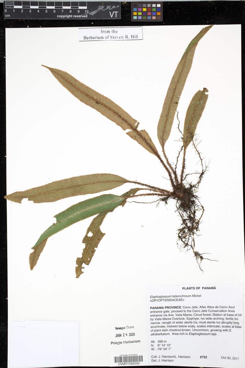 Elaphoglossum heterochroum photo 2