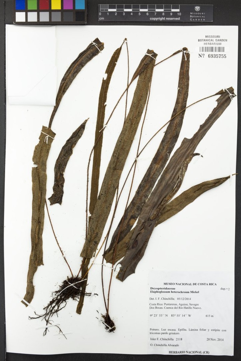 Elaphoglossum heterochroum photo 3